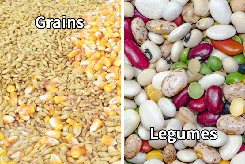 Grains like wheat, corn, and rice next to legumes like pinto beans, spl;it peas, and red beans.