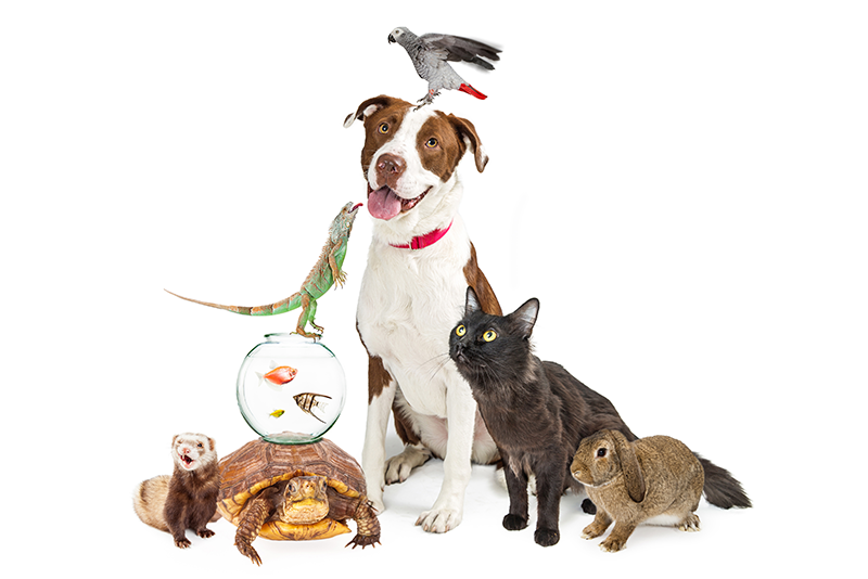 A group of various animals including a dog with a bird on its head, a cat, a rabbit, a ferret, a turtle, a fish in a bowl, and a lizard are arranged together against a white background.