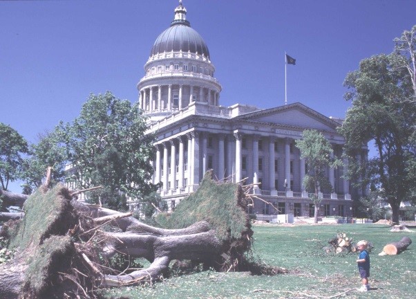 Utah state capitol with uprooted tree on lawn